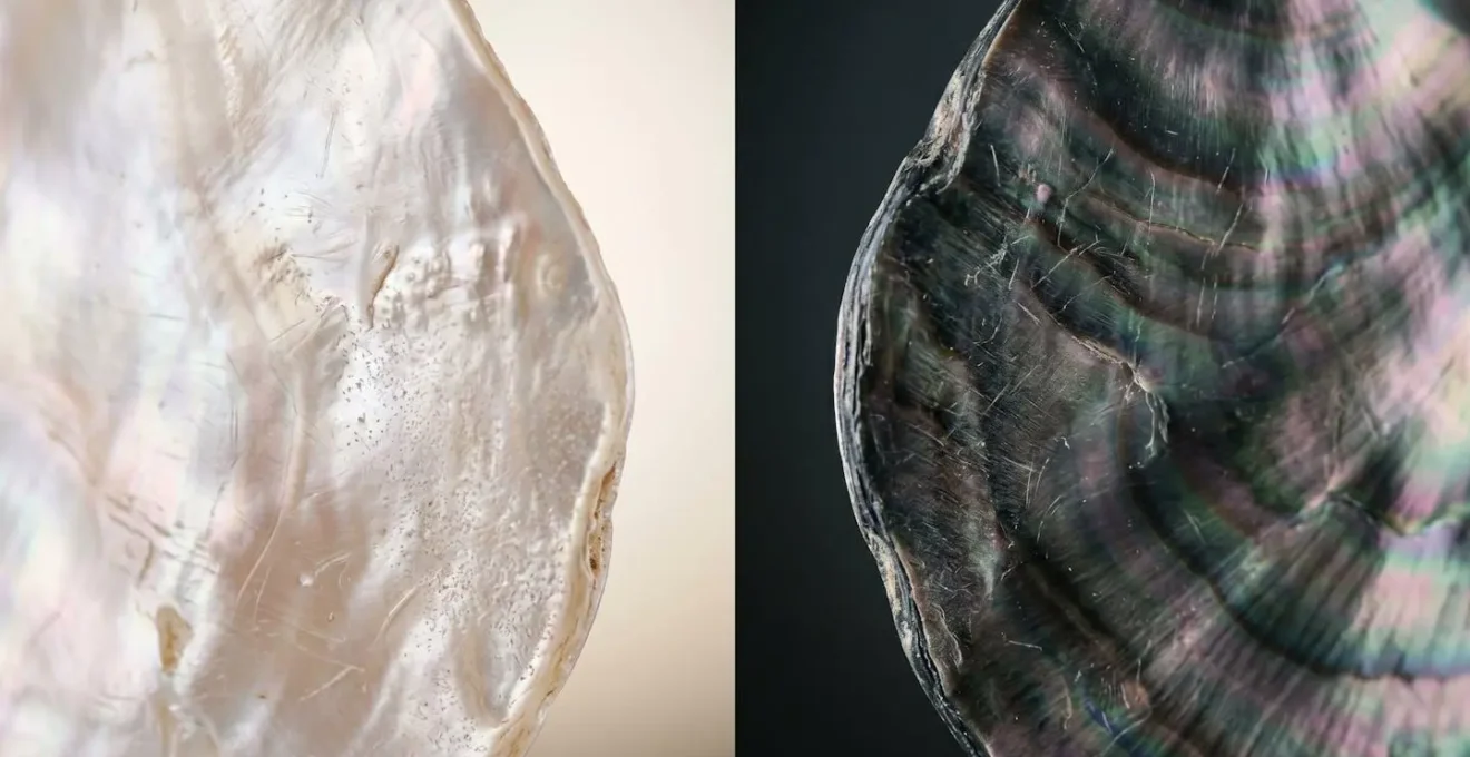 Close-up comparison of white and black mother-of-pearl surfaces showing scratch patterns